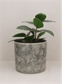 Grey Cosmos Stoneware Pot Cover Med