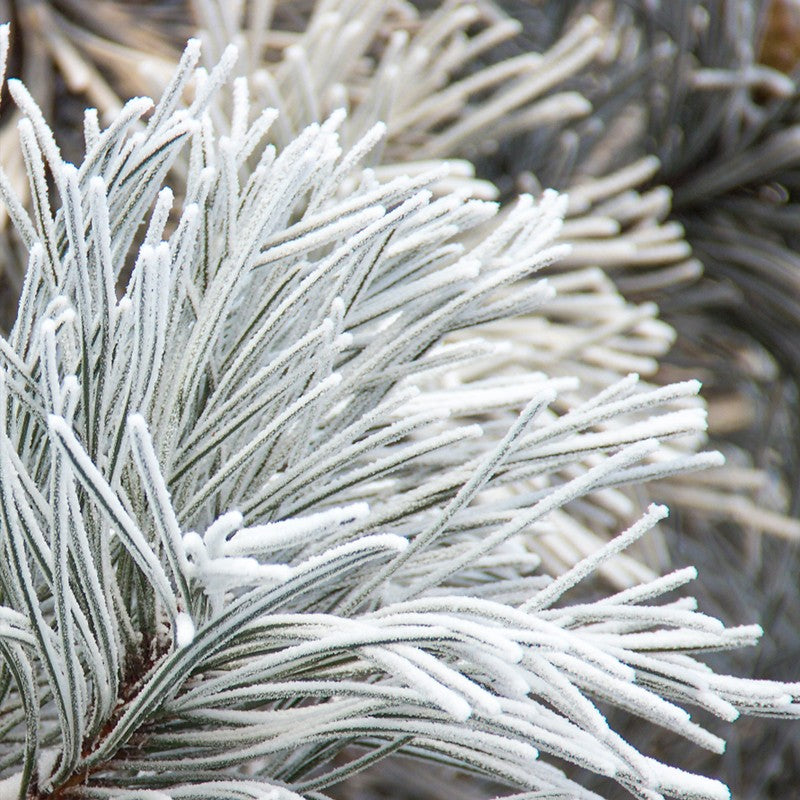 FOR YOU | Eau de Parfum | 50ml