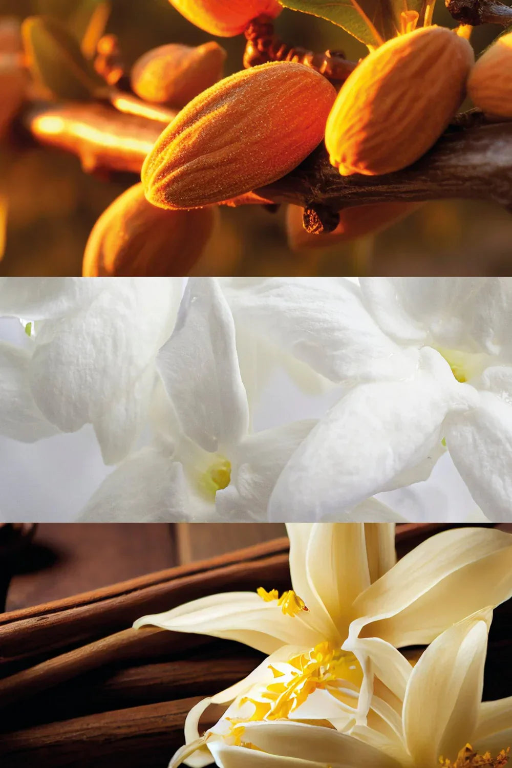 Yodeyma | Nº1 | Inspired by Dior's Hypnotic Poison