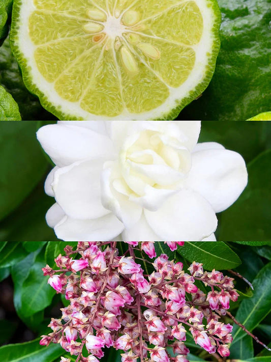 Yodeyma | Nº39 | Inspired by Dolce & Gabbana's Dolce