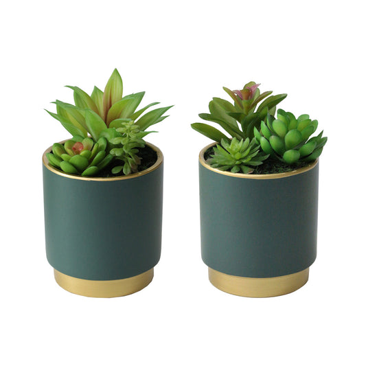 Potted Succulent Plant in Teal Pot
