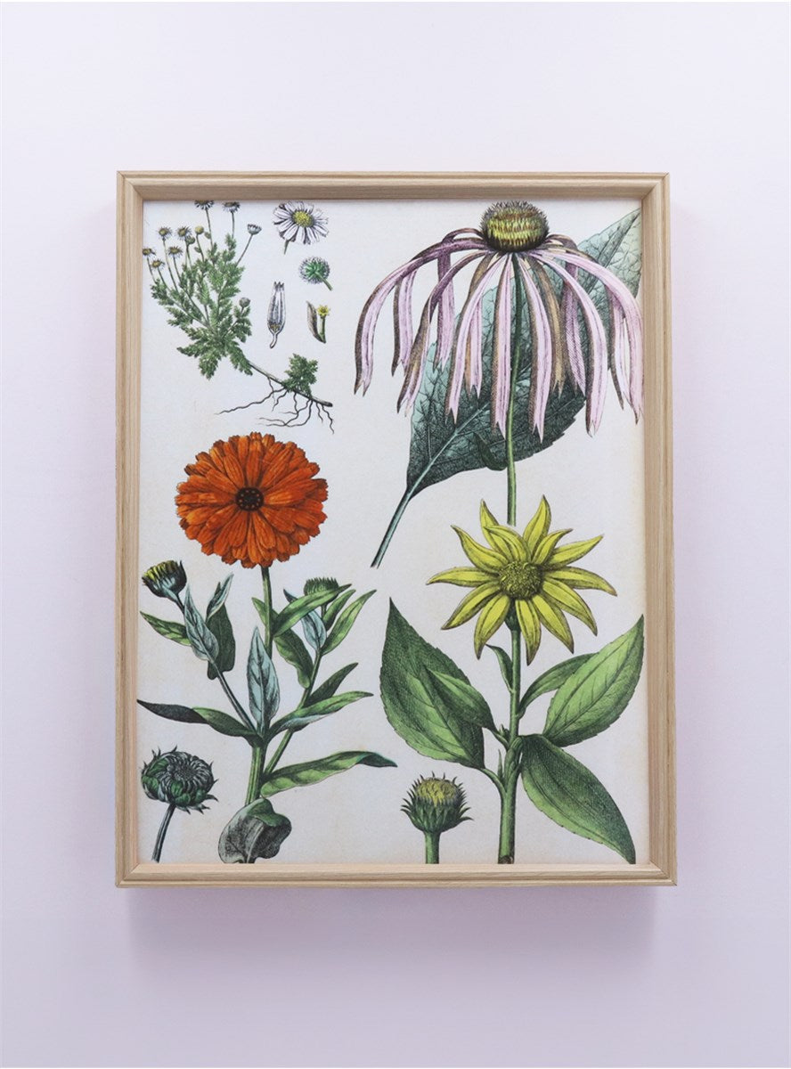 Floral Study Natural Framed Print Large