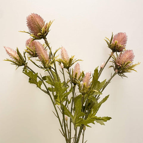 ERYNGIUM (SEA HOLLY) | DRY LOOK MAUVE | 68CM