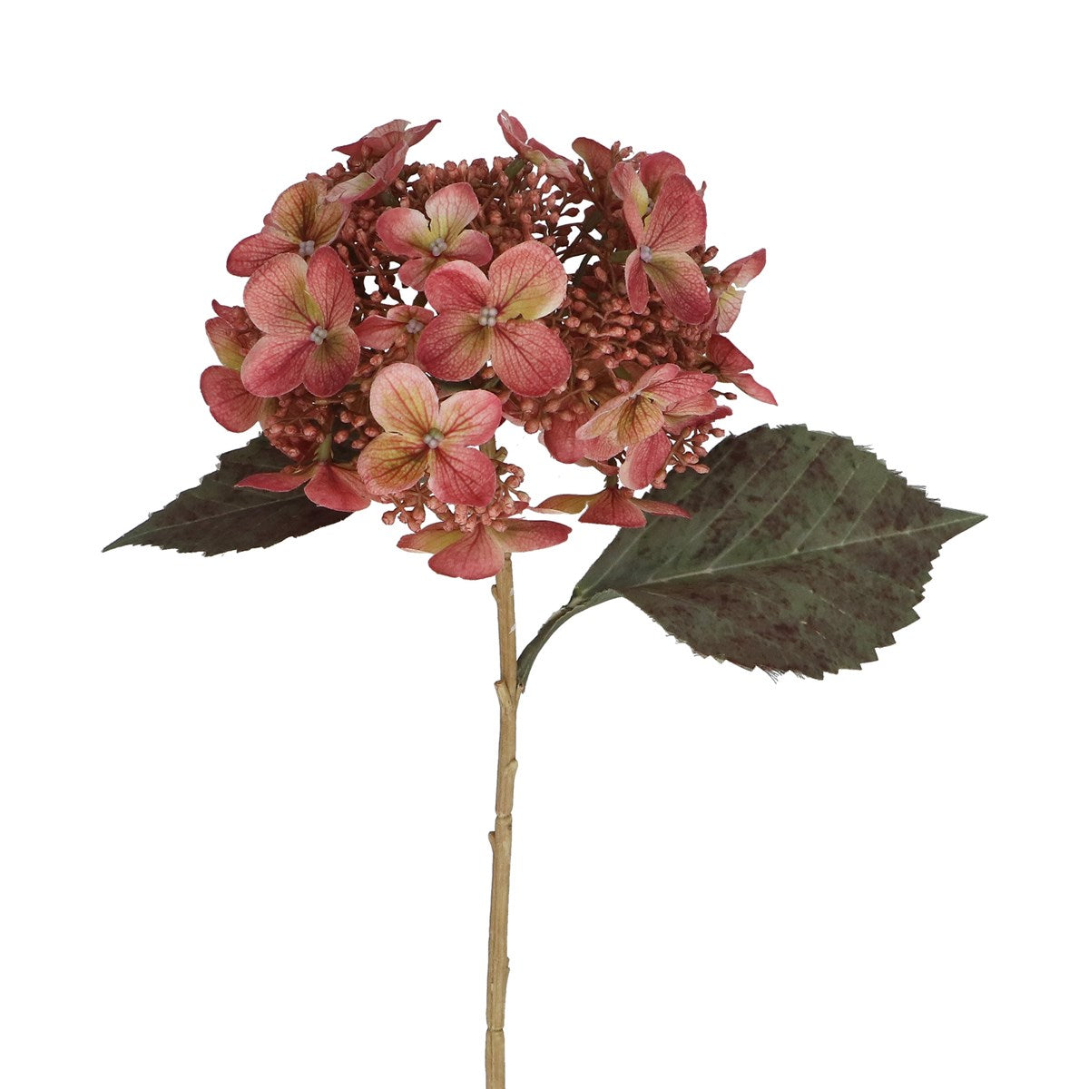 Dusky Pink Lacecap Hydrangea Stem | Short