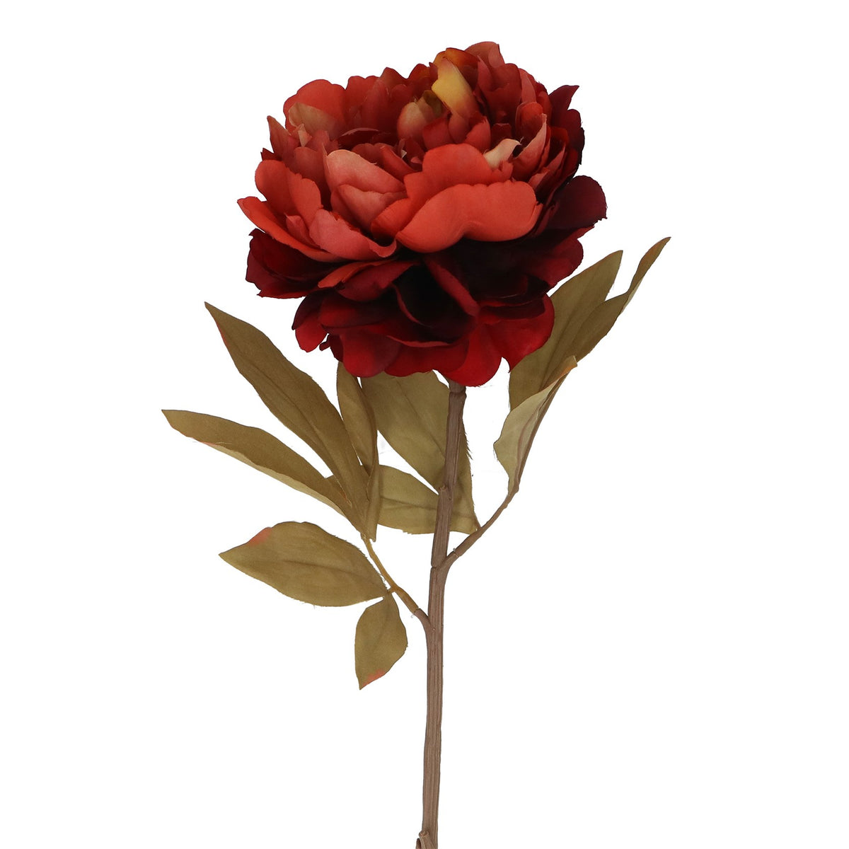 Antique Red Single Peony Stem
