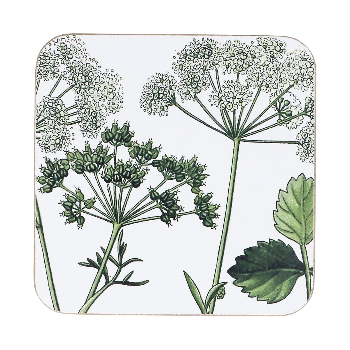 Cork Base Coaster|Spring Hedgerow 4/pack