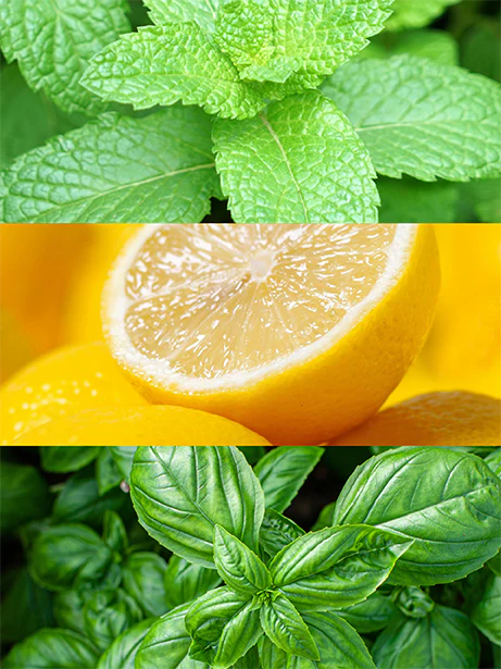 Yodeyma | No 121 | Inspired by Xerjoff's Torino