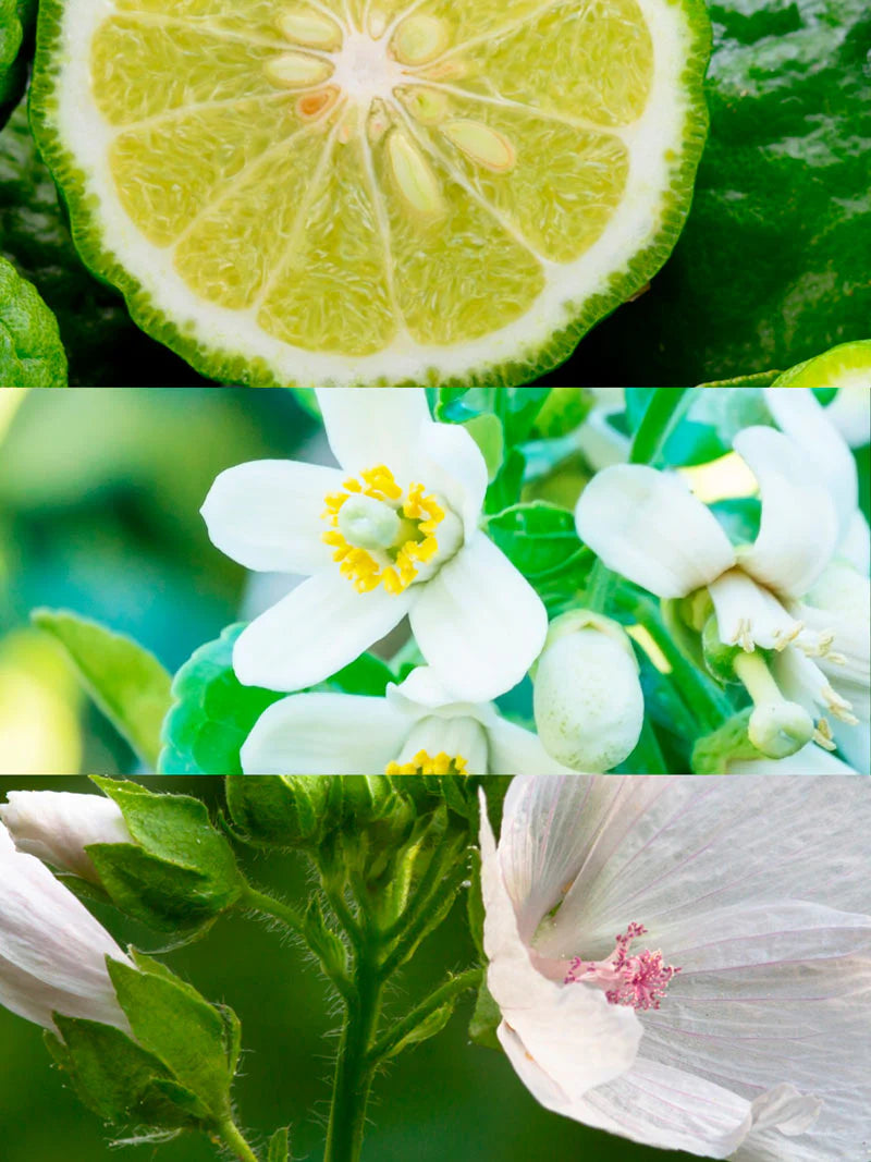 Yodeyma | Nº126 | Inspired by Dior Homme Cologne