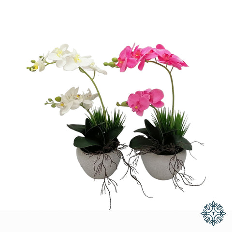 Potted Orchid White/Pink
