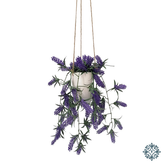 Hanging Lavender Plant with White Pot