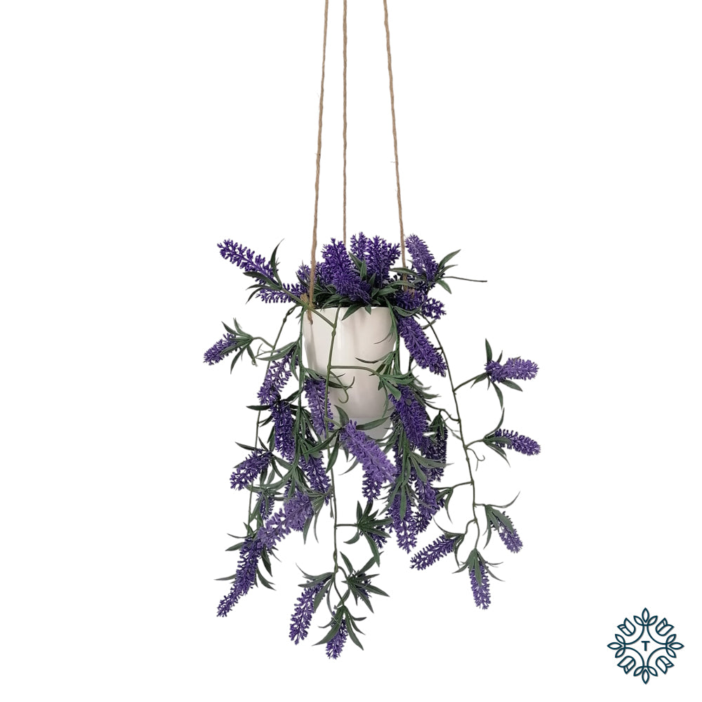 Hanging Lavender Plant with White Pot