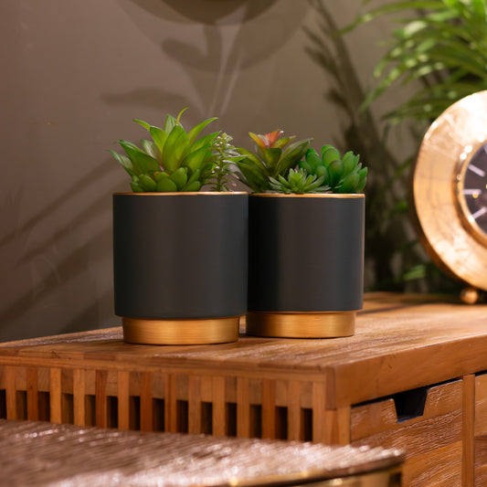 Potted Succulent Plant in Teal Pot