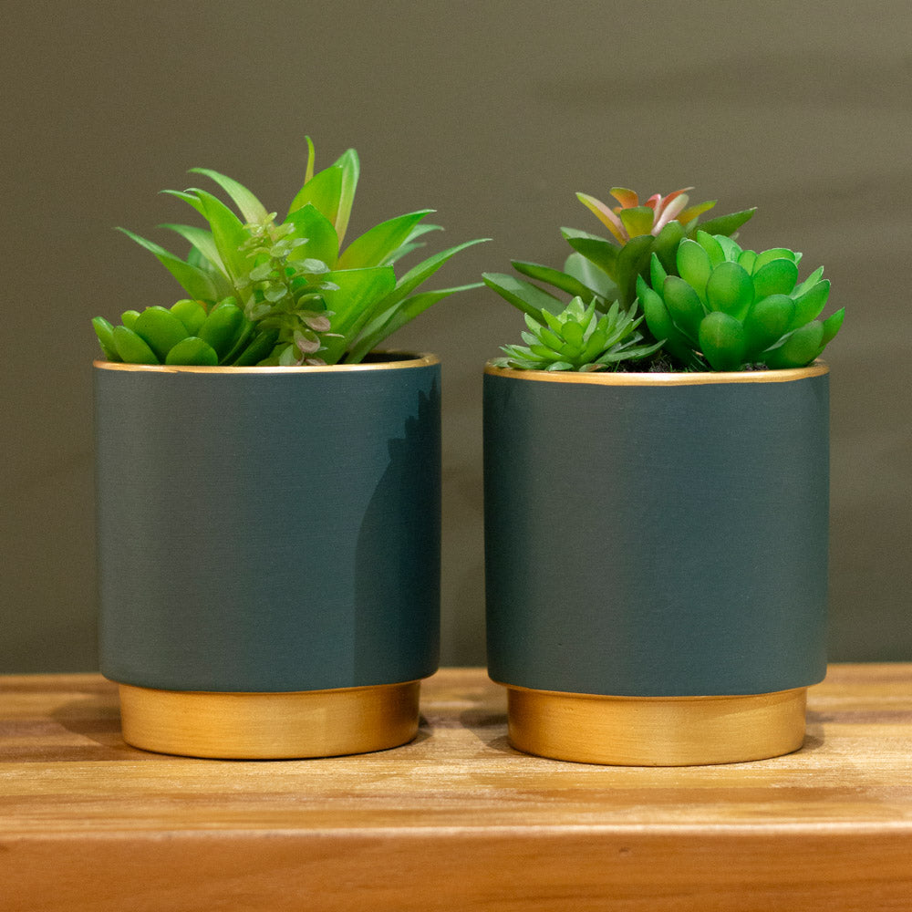 Potted Succulent Plant in Teal Pot