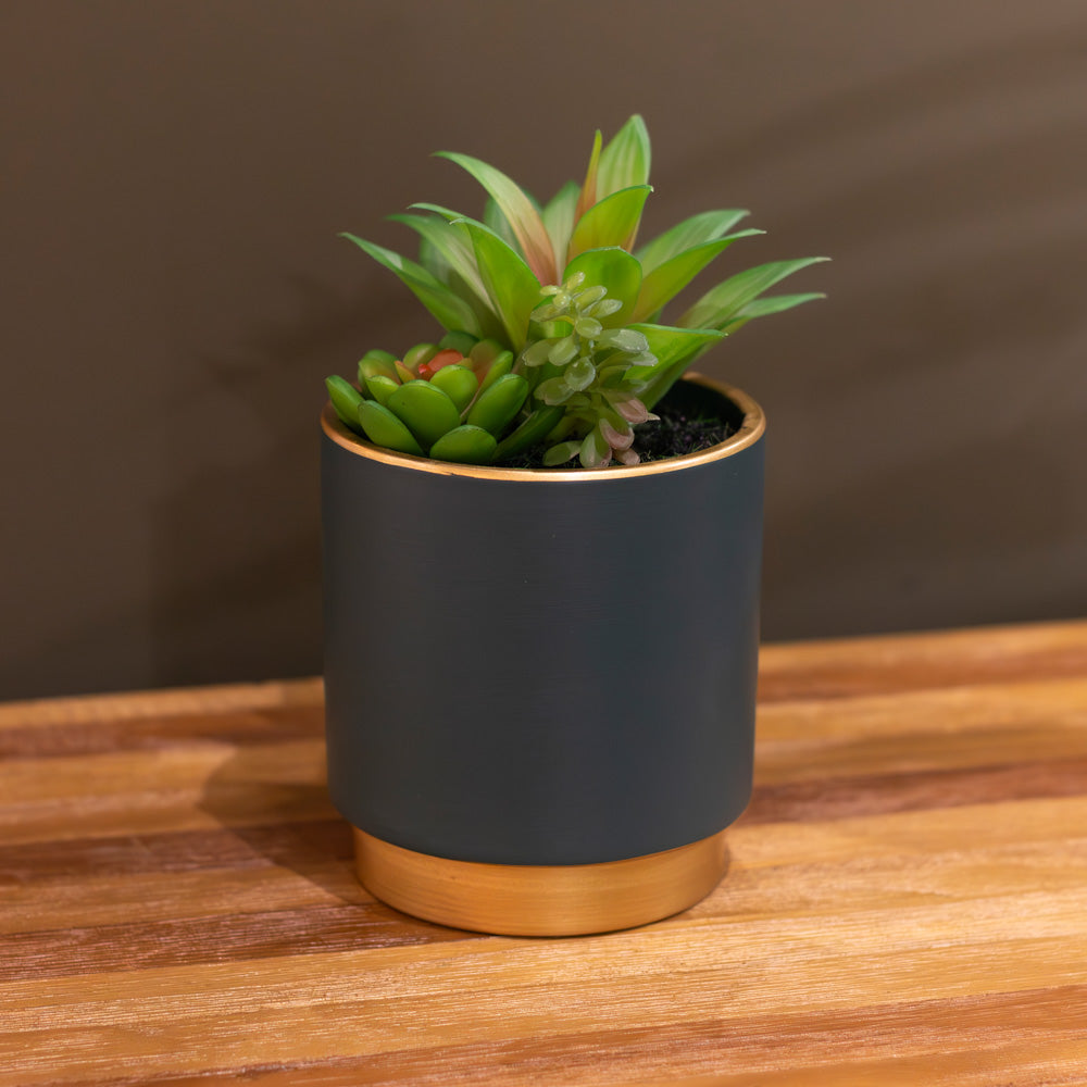 Potted Succulent Plant in Teal Pot