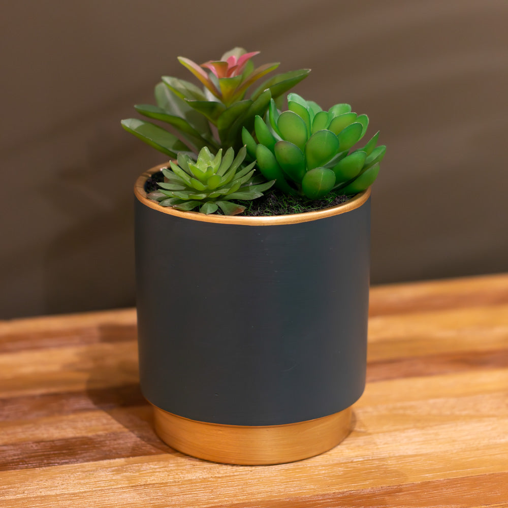 Potted Succulent Plant in Teal Pot