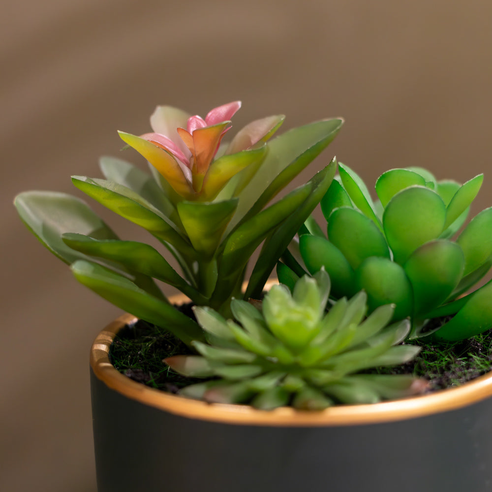 Potted Succulent Plant in Teal Pot