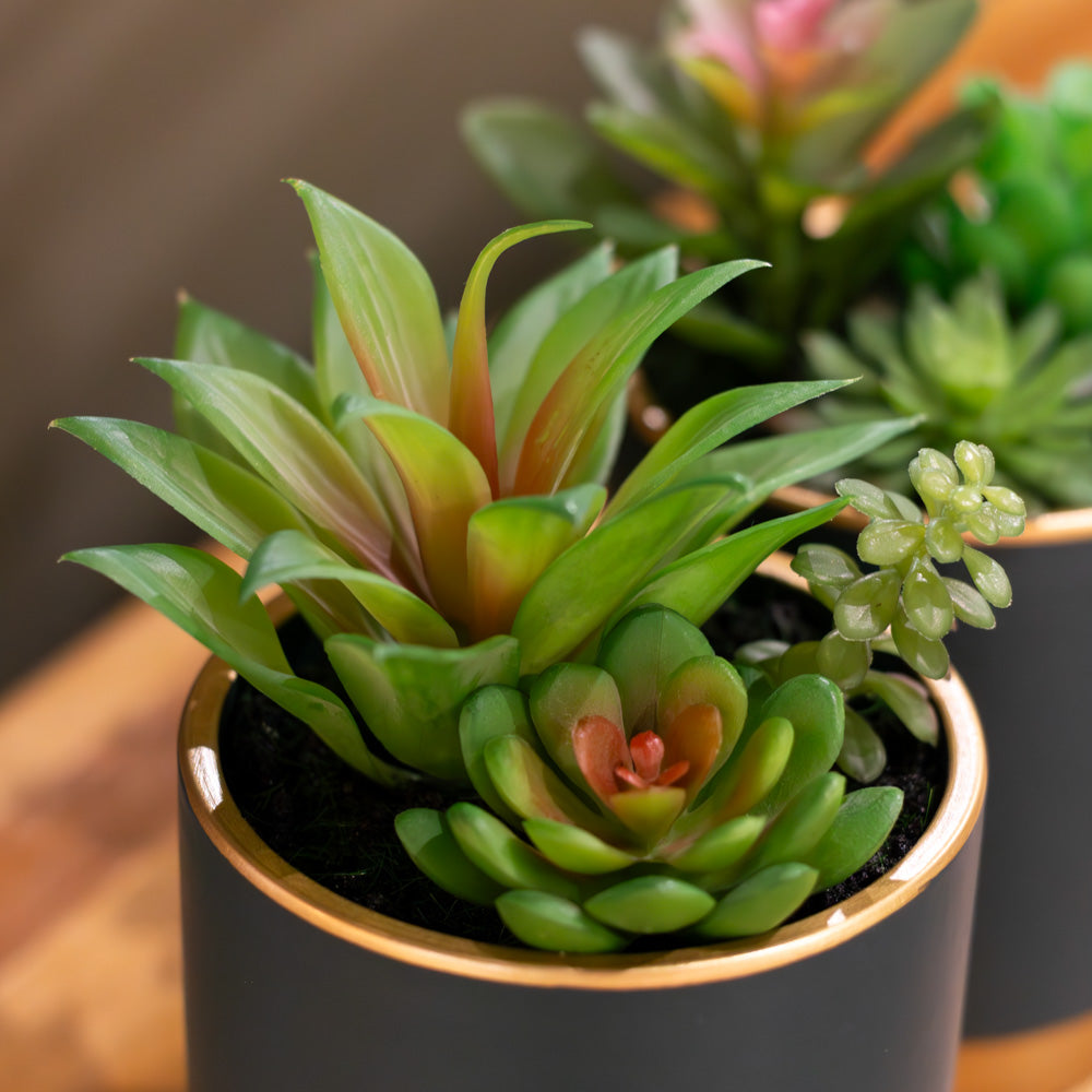 Potted Succulent Plant in Teal Pot