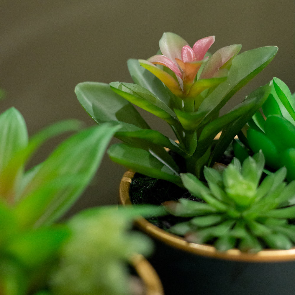 Potted Succulent Plant in Teal Pot