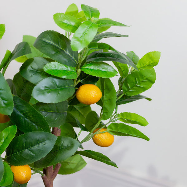 Lemon Tree | 80cm
