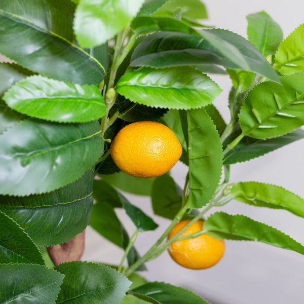 Lemon Tree | 80cm