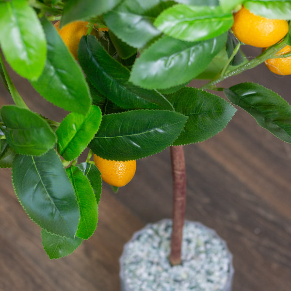 Lemon Tree | 80cm