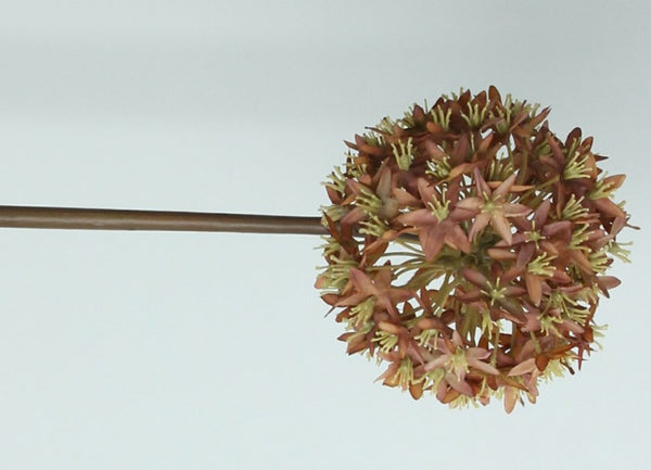 Stem | Antique Russet Allium | 60cm