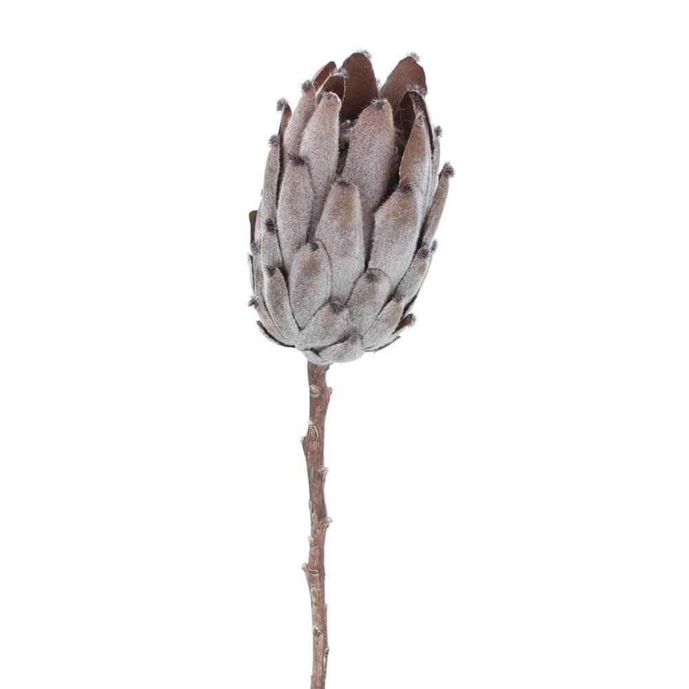 Protea Stem | Antique Brown | 52cm – Home Made Beautiful