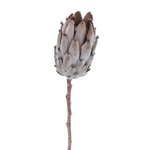 Protea Stem | Antique Brown | 52cm