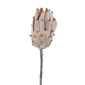 Protea Stem | Tan | 52cm